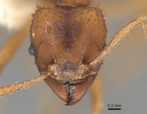 Trachymyrmex saussurei specimen CASENT0919974 image casent0919974_2