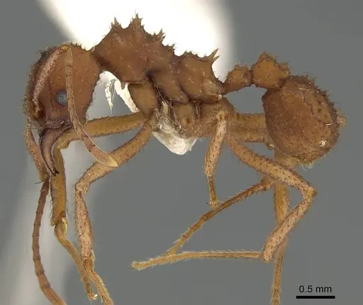 Trachymyrmex saussurei specimen CASENT0919974 image casent0919974_3