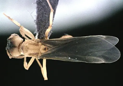 Trachymyrmex septentrionalis specimen ANTWEB1041489 image antweb1041489_1