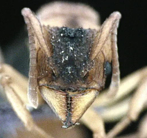 Trachymyrmex septentrionalis specimen ANTWEB1041489 image antweb1041489_2