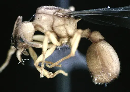 Trachymyrmex septentrionalis specimen ANTWEB1041489 image antweb1041489_3
