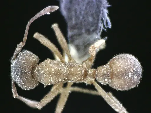 Trachymyrmex septentrionalis specimen ANTWEB1041490 image antweb1041490_1