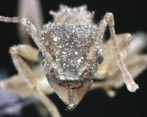 Trachymyrmex septentrionalis specimen ANTWEB1041490 image antweb1041490_2
