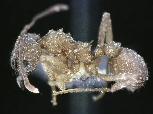 Trachymyrmex septentrionalis specimen ANTWEB1041490 image antweb1041490_3
