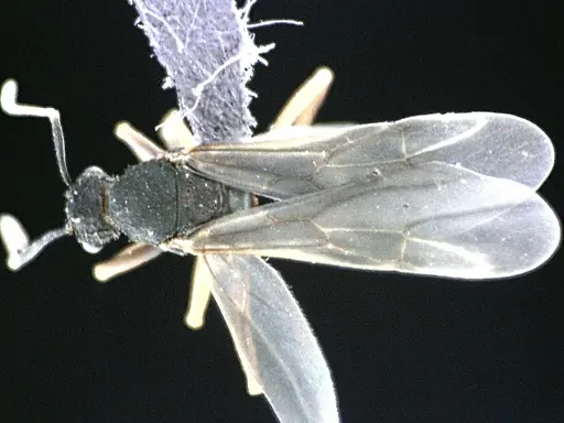 Trachymyrmex septentrionalis specimen ANTWEB1041491 image antweb1041491_1