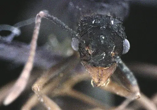 Trachymyrmex septentrionalis specimen ANTWEB1041491 image antweb1041491_2