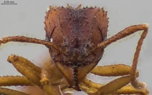 Trachymyrmex septentrionalis specimen ANTWEB1060092 image antweb1060092_1