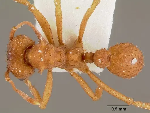 Trachymyrmex septentrionalis specimen CASENT0003337 image casent0003337_1