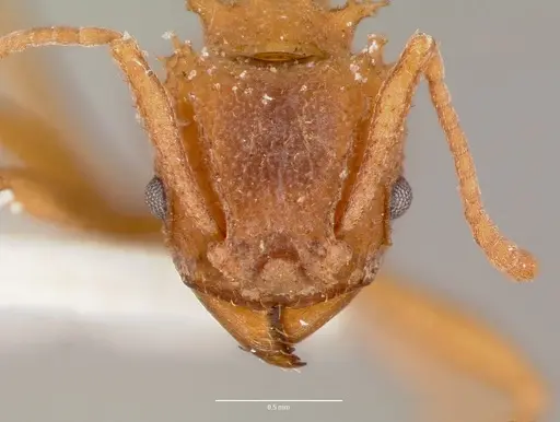 Trachymyrmex septentrionalis specimen CASENT0003337 image casent0003337_2