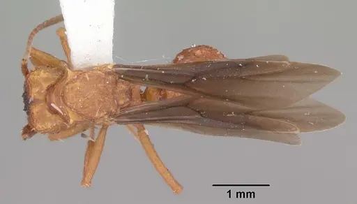 Trachymyrmex septentrionalis specimen CASENT0102745 image casent0102745_1
