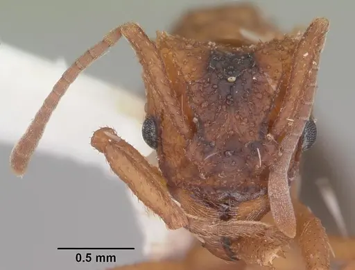 Trachymyrmex septentrionalis specimen CASENT0102745 image casent0102745_2