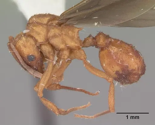 Trachymyrmex septentrionalis specimen CASENT0102745 image casent0102745_3