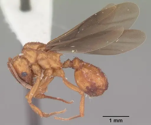 Trachymyrmex septentrionalis specimen CASENT0102745 image casent0102745_4
