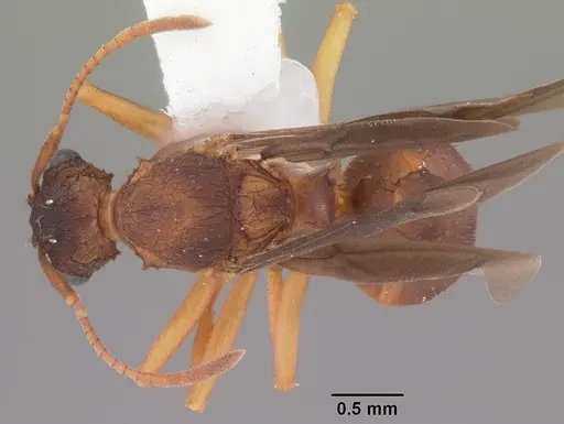 Trachymyrmex septentrionalis specimen CASENT0102746 image casent0102746_1