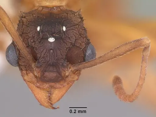 Trachymyrmex septentrionalis specimen CASENT0102746 image casent0102746_2