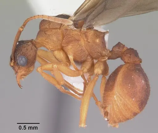 Trachymyrmex septentrionalis specimen CASENT0102746 image casent0102746_3