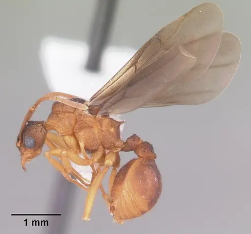 Trachymyrmex septentrionalis specimen CASENT0102746 image casent0102746_4