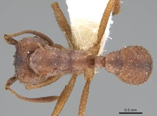 Trachymyrmex septentrionalis specimen CASENT0919975 image casent0919975_1