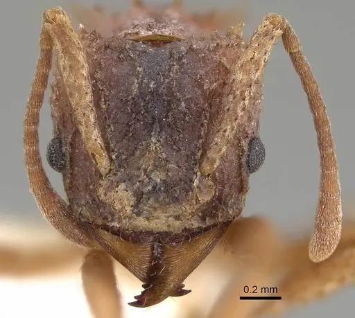Trachymyrmex septentrionalis specimen CASENT0919975 image casent0919975_2