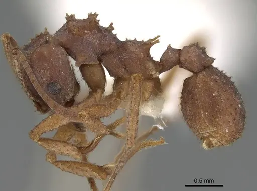 Trachymyrmex septentrionalis specimen CASENT0919975 image casent0919975_3