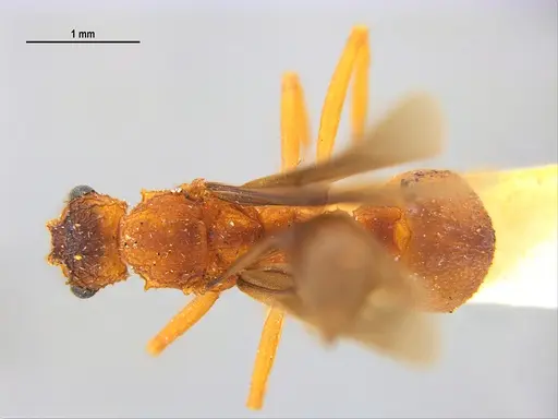 Trachymyrmex septentrionalis specimen MZSPHYM0135905 image mzsphym0135905_1