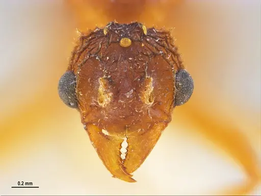 Trachymyrmex septentrionalis specimen MZSPHYM0135905 image mzsphym0135905_2