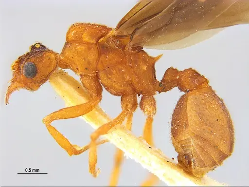 Trachymyrmex septentrionalis specimen MZSPHYM0135905 image mzsphym0135905_3