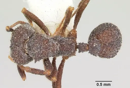 Trachymyrmex smithi specimen CASENT0103160 image casent0103160_1