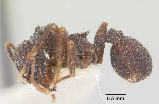 Trachymyrmex smithi specimen CASENT0103160 image casent0103160_3