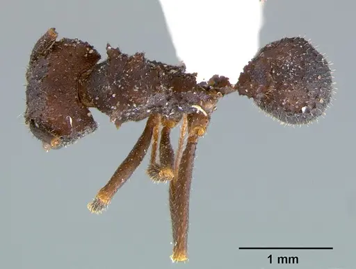 Trachymyrmex smithi specimen CASENT0105871 image casent0105871_1