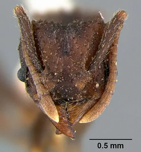 Trachymyrmex smithi specimen CASENT0105871 image casent0105871_2