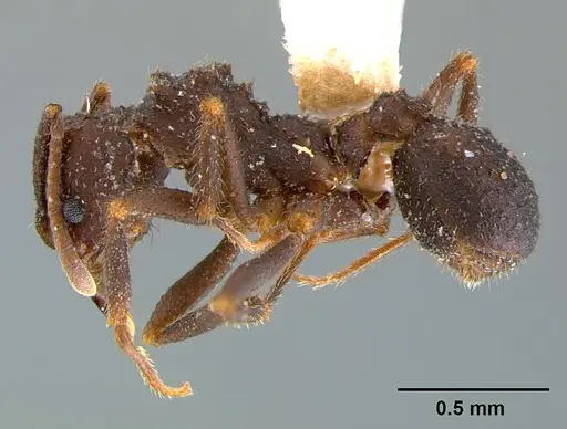 Trachymyrmex smithi specimen CASENT0105871 image casent0105871_3