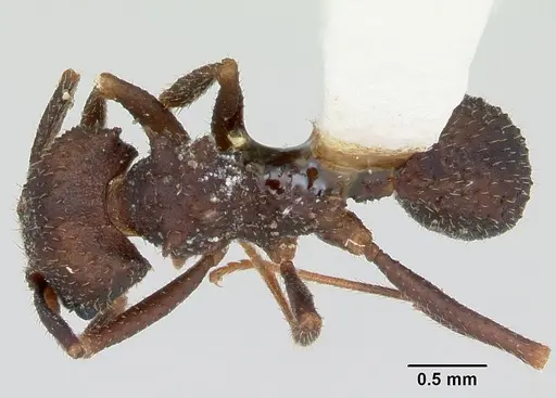 Trachymyrmex smithi specimen CASENT0172997 image casent0172997_1