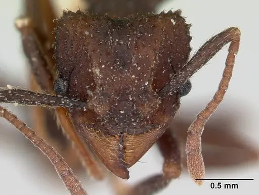 Trachymyrmex smithi specimen CASENT0172997 image casent0172997_2