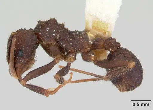 Trachymyrmex smithi specimen CASENT0172997 image casent0172997_3