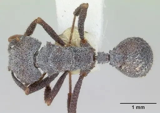 Trachymyrmex smithi specimen CASENT0172998 image casent0172998_1