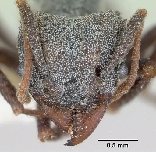 Trachymyrmex smithi specimen CASENT0172998 image casent0172998_2