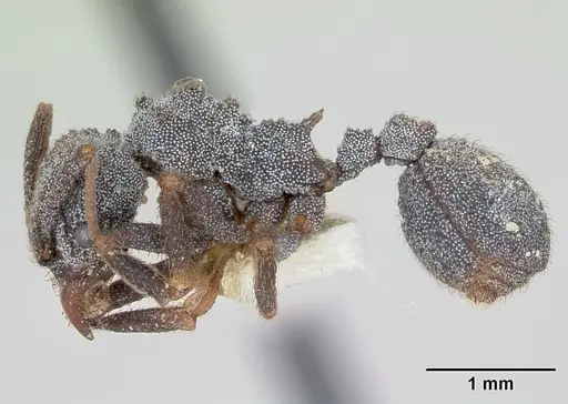 Trachymyrmex smithi specimen CASENT0172998 image casent0172998_3