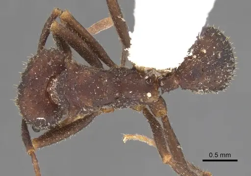 Trachymyrmex smithi specimen CASENT0901696 image casent0901696_1