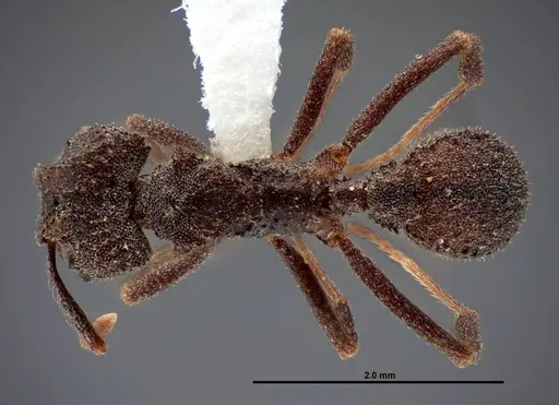 Trachymyrmex smithi specimen FMNHINS0000062761 image fmnhins0000062761_1