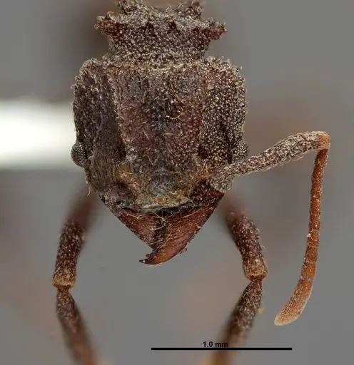 Trachymyrmex smithi specimen FMNHINS0000062761 image fmnhins0000062761_2