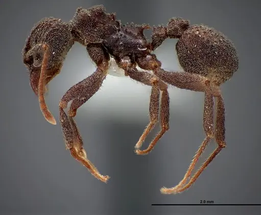 Trachymyrmex smithi specimen FMNHINS0000062761 image fmnhins0000062761_3