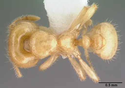 Tranopelta gilva specimen CASENT0010793 image casent0010793_1