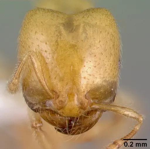 Tranopelta gilva specimen CASENT0010793 image casent0010793_2
