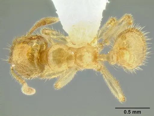 Tranopelta gilva specimen CASENT0106206 image casent0106206_1