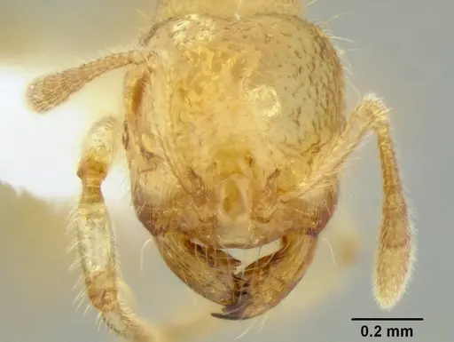 Tranopelta gilva specimen CASENT0106206 image casent0106206_2