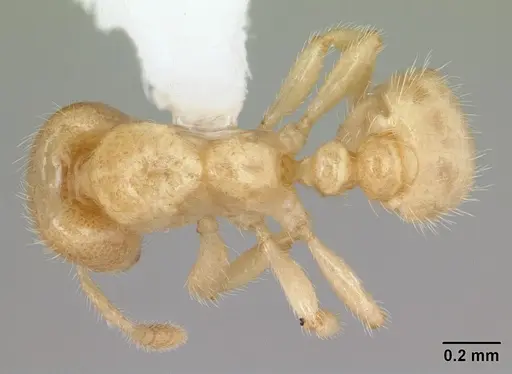 Tranopelta gilva specimen CASENT0178097 image casent0178097_1