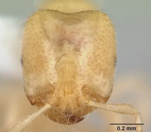 Tranopelta gilva specimen CASENT0178097 image casent0178097_2