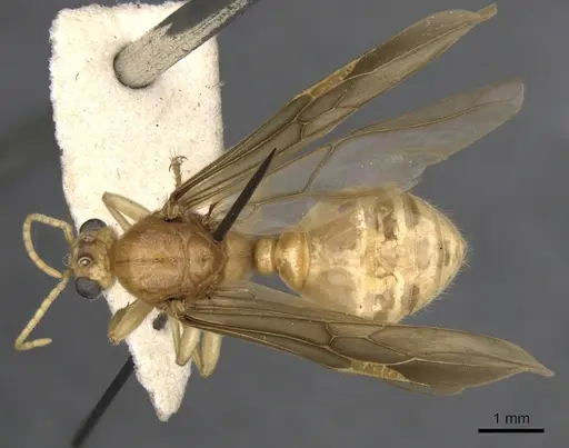 Tranopelta gilva specimen CASENT0900747 image casent0900747_1