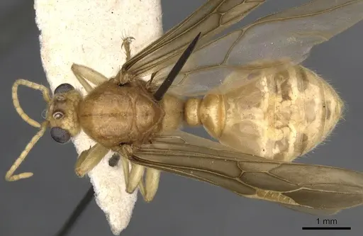 Tranopelta gilva specimen CASENT0900747 image casent0900747_2